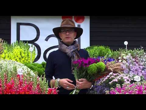 Green Ball Dianthus Tips & Culture