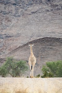 Come and experience Hoanib Valley Camp with us... #safarisofcharacter #naturalselectiontravel #naturalselectionsafaris #hoanibvalleycamp #namibia | Natural Selection