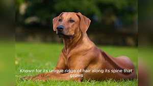 Rhodesian Ridgeback