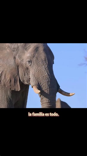 Rare Animals and Their Miracles in Nature