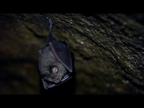 Bats Make Predictions on Prey Movements