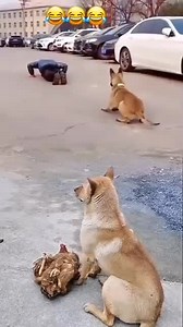 1.2M views · 34K reactions |  | World Funny Videos | Facebook