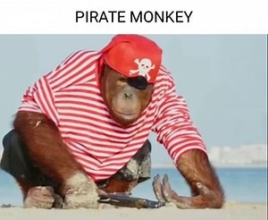 PIRATE MONKEY - iFunny