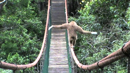 Playful gibbon on a bridge.