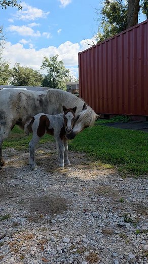 2.4K views · 124 reactions | Well if this isn't the best welcome home present ever !!!! | Tree House Farm | Facebook