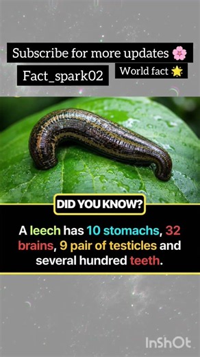 Leech 🤔🌟 #NatureFacts #Wildlife #AmazingNature #ScienceFacts #AnimalFacts #InterestingFacts #Biology