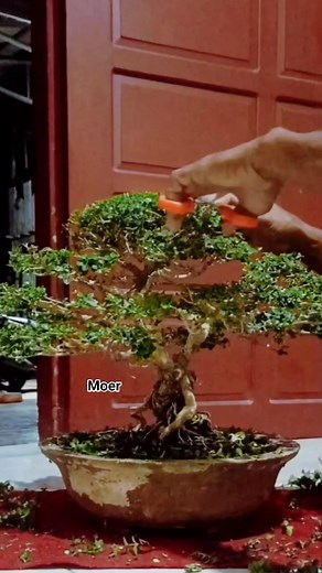 Regular pruning is very necessary ✂️🌳 #technique #pruning #education #inspiration #story #coffee #bonsaitree | Makmur