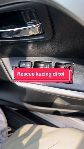 Kenapa Kucing Mati Kaku: Penjelasan dan Pengalaman