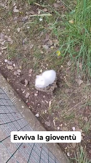 Alessandro Cocozza on Reels