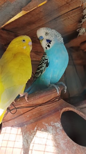 Budgies Chirping 🐦 | Happy & Beautiful Parakeet Sounds #budgies #chirping #birdsounds