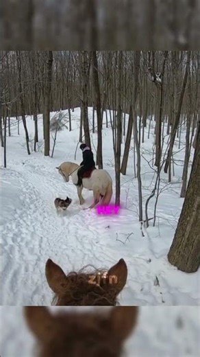 Dogs attacking horses!