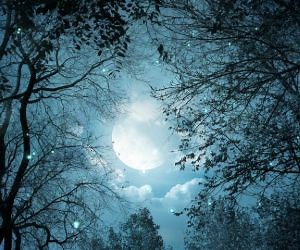 Night Moon Live Wallpaper