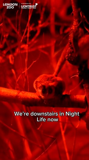 Bush babies get their name from their call, which sounds just like a newborn baby crying. By placing their favourite treat on weighing scales, our zookeepers can closely monitor each bush babies health. Our #AskAKeeper series is created in partnership with Liontrust Heroes 🦁 | London Zoo