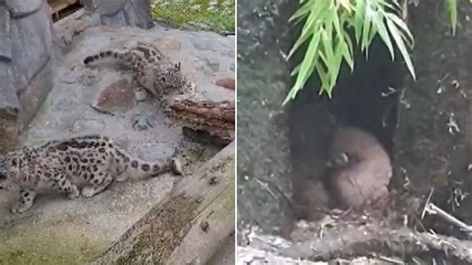 Double delight: Darjeeling zoo welcomes snow leopard and red panda cubs