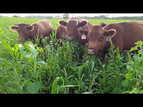 Cover crop grazing