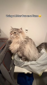 1.7M views · 65K reactions | Portable litter boxes are a lifesaver...