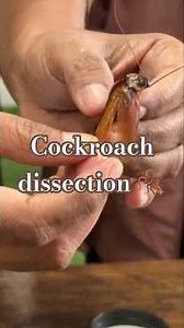 Cockroach Dissection Made Easy 🔬 | Morphology + Internal Organs Explained!