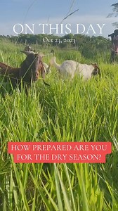 21K views · 566 reactions | In the dry season, we all know all the grasses are going to dry. How prepared are you for that? #semanhyiafarms #farminginafrica #livestock #goat #alfalfa #animalfeeding #farmmanagement | Farming In Africa | Facebook
