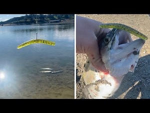 How to catch trout on senkos pt.1 (wacky rig) lake pardee trout fishing 2022