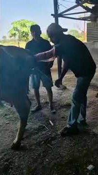 artificial insemination