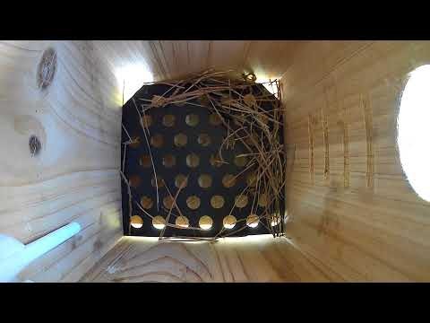 Birdfy Eastern Bluebird 26 Live Stream 2nd nest build