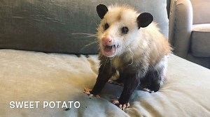 On today’s episode of “Gilbert Eats,” Gilbert tries a variety of freshly steamed vegetables. -💛Snack Lady . If you’re new to our page, welcome! Gilbert is blind. He was hit by a car when he was younger. That’s the reason his nose finds the vegetables, and occasionally it takes him awhile to find them. This is also the reason he is very grabby and occasionally bitey when snacks are involved. He cannot see what’s in front of him, so for him hands=Snacks. This is why we don’t hand feed him. He als
