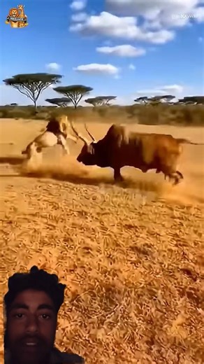 소가 사자를 튕겨낸다Lion Targets a Calf, Cow Charges and Sends It Flying#wildlife #safari