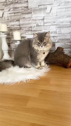 Μέσα στην χαρά 🤣 #achilles #pets #viral #funny