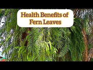 Health Benefits of Fern Leaves