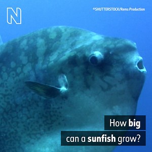 Ocean sunfishes are giant animals and found in almost all of Earth's temperate and tropical seas. But they start their lives as surprisingly tiny larvae. Find out more about the world's largest and heaviest bony fishes: https://nhmlondon.org/Sunfish-Jan22 | Natural History Museum, London