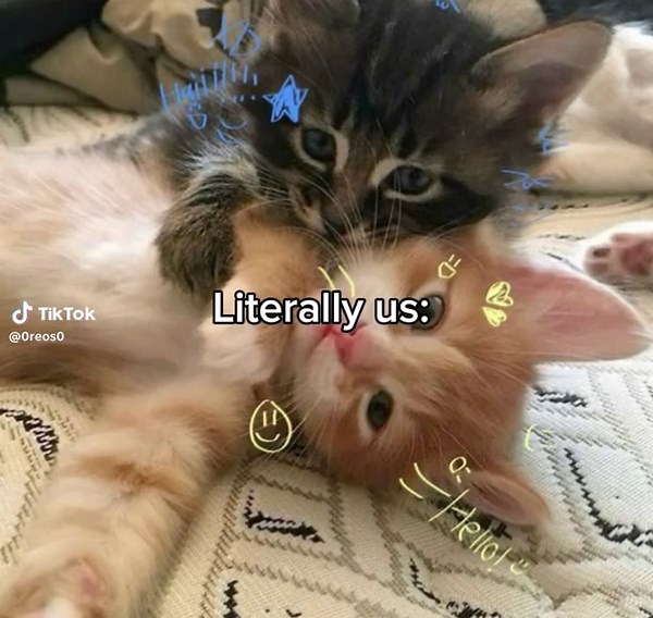 Funny Cat Slideshow Trends on TikTok: Enjoy the Cutest Cats