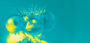 Great Science Skills Age 7 - 11 — The Great Science Share for Schools