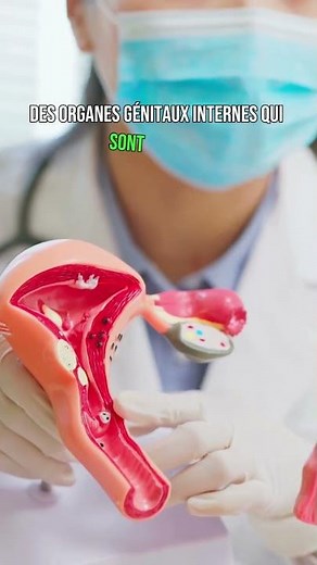 Vulve, clitoris, vagin... Tout savoir sur l'organe féminin
