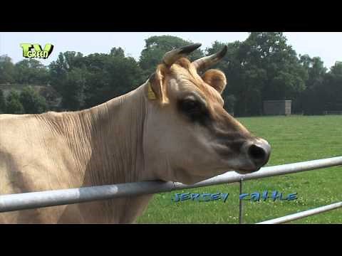 Livestock: Jersey Cattle #05