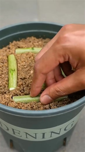 141K views · 1.6K reactions | Step-by-Step Guide: Grow a Healthy Lemon Tree from Cuttings  | Best Propagation Tips for Beginners #lemontree #plantpropagation #gardentips #growyourownfood #fruittrees #backyardfarming #greenthumb #organicgardening #diygardening #homegarden | Morgan Venn | Facebook