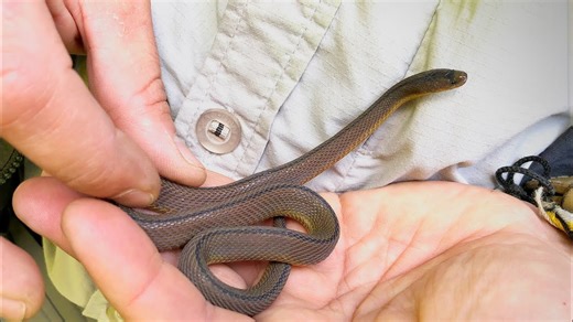 New rare snake species discovered in Japan