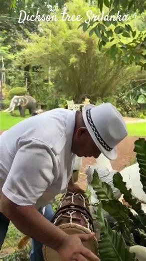 “Discovering Sri Lanka’s Funny Penis-Shaped Tree 🌴😂 | Nature’s Funniest Surprise!”