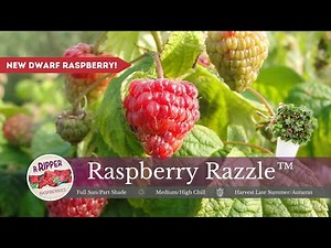 New Dwarf Raspberry From PlantNet!