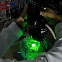 Optical Mapping of Mouse Hearts in CPVT Resea - JoVE Journal