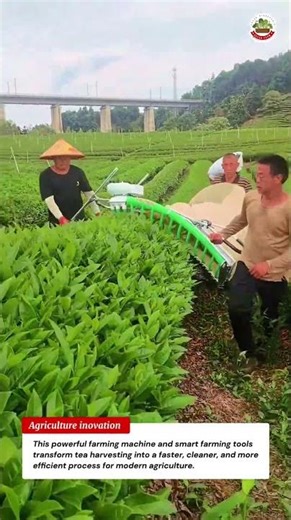 Amazing Farming Machine & Tools for Fast Tea Harvesting! See How This Smart Farming Machine Works