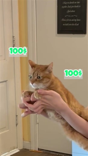 Cat chooses $1M or $100 per hit #pov #funny #relatable