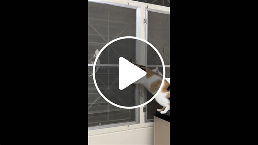 Thailand: Pet cats try to catch gecko on the other side of window - NewsBreak