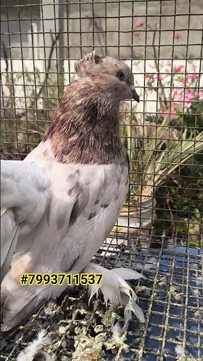 American Fantail Pigeon