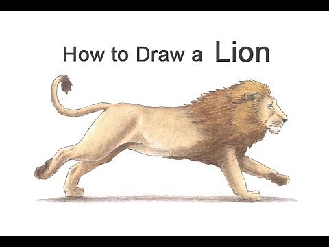 How to Draw a Lion Running | Colored Pencil Tutorial