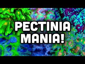 Pectinia Mania! Get to Know These LPS! | Coral Care Guide