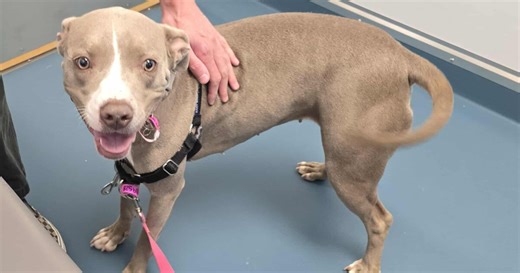 With a new adoption center, NOCO Humane hopes to reduce animal shelter crowding on the Front Range