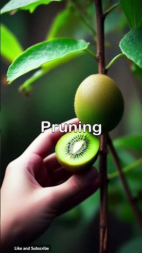 Grow Kiwis in Your Garden - The Ultimate Guide