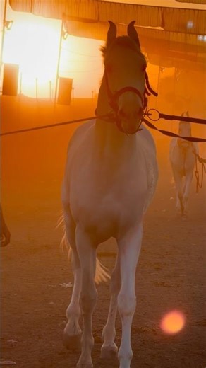 Stallion Kabir at Chetak Festival Sarangkheda Horse Fair 2025