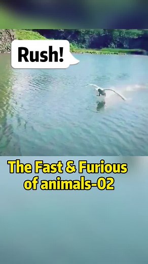 Cute animals are everywhere #memes #viral #funnyvideos #fypシ #comedy #tiktoktrending