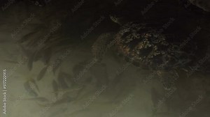 Slow motion clip of a sea turtle hiding in the shade, swimming with fishes. Shot above the sea level.